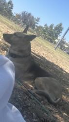 Lost Female Dog last seen Alondra n haskins, Compton, CA 90220