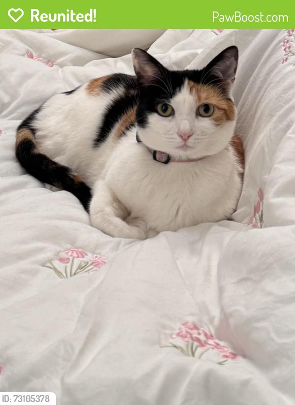 Reunited Female Cat last seen Santa Lucia Drive and San Marco, Pittsburg, CA 94565