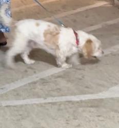 Reunited Male Dog last seen Inside apmt complex, Irving, TX 75039