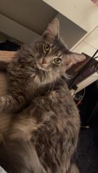 Lost Female Cat last seen Island harbor marina, Pine Bluff, AR 71602