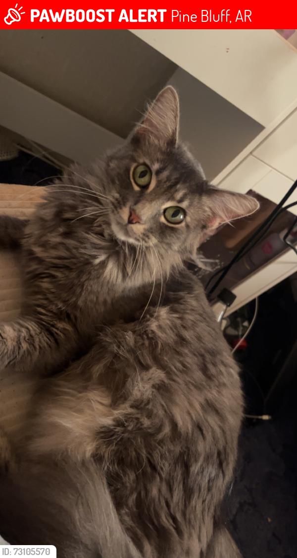 Lost Female Cat last seen Island harbor marina, Pine Bluff, AR 71602