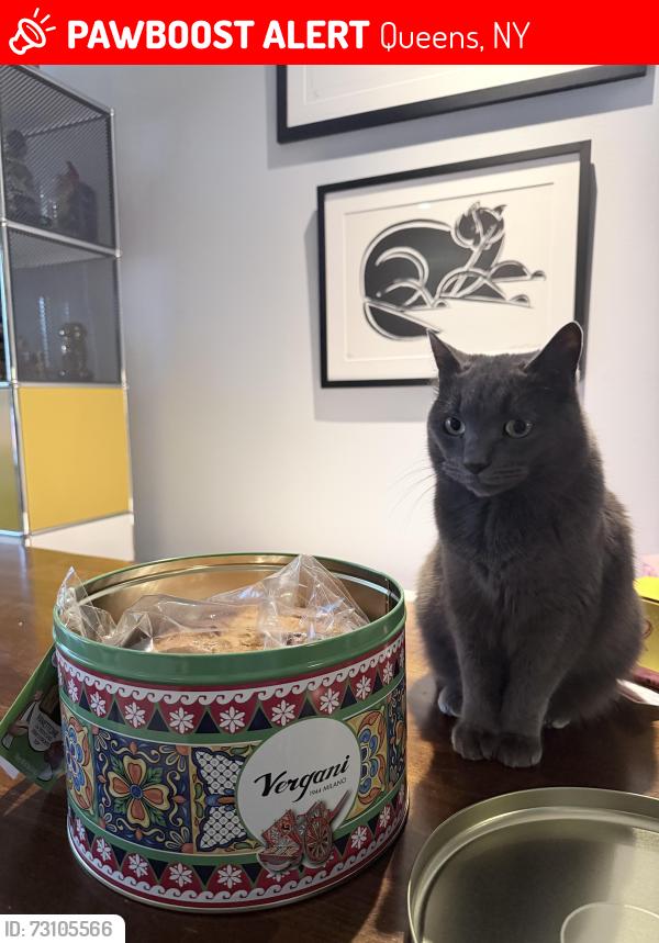 Lost Male Cat last seen 30-11 21st Astoria , Queens, NY 11102