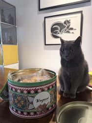 Lost Male Cat last seen 30-11 21st Astoria , Queens, NY 11102