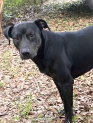 Lost Male Dog last seen Hyde Park near Hwy165, Ravenel, SC 29470
