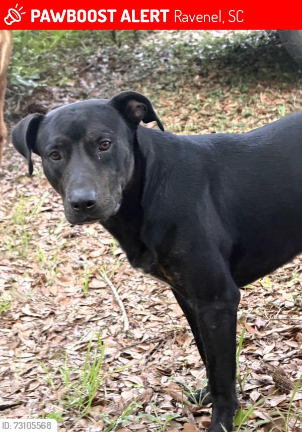 Lost Male Dog last seen Hyde Park near Hwy165, Ravenel, SC 29470