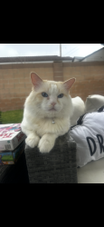 Reunited Male Cat last seen Edinger Edwards, Huntington Beach, CA 92647