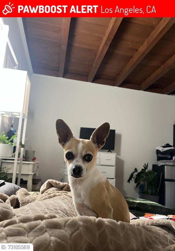 Lost Male Dog last seen Pierce and Amboy, Los Angeles, CA 91331