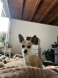 Lost Male Dog last seen Pierce and Amboy, Los Angeles, CA 91331