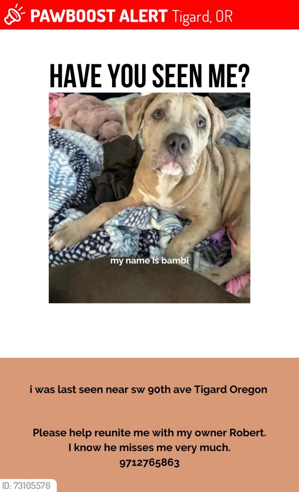 Lost Female Dog last seen Sw 90th & greenburg rd, Tigard, OR 97223