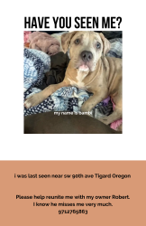 Lost Female Dog last seen Sw 90th & greenburg rd, Tigard, OR 97223
