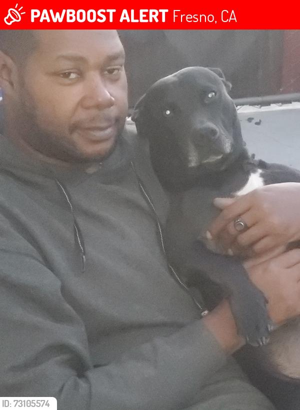 Lost Male Dog last seen Jensen and East @ The Vagabond Motel Fresno CA, Fresno, CA 93706