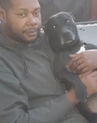 Lost Male Dog last seen Jensen and East @ The Vagabond Motel Fresno CA, Fresno, CA 93706