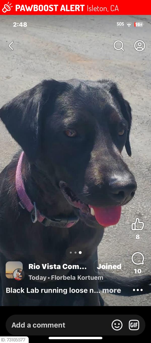 Lost Female Dog last seen A street, Isleton, CA 95641