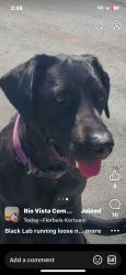 Lost Female Dog last seen A street, Isleton, CA 95641