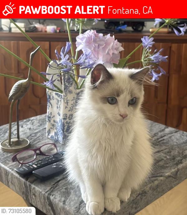 Lost Male Cat last seen Near Los coyotes st, Fontana, CA 92336