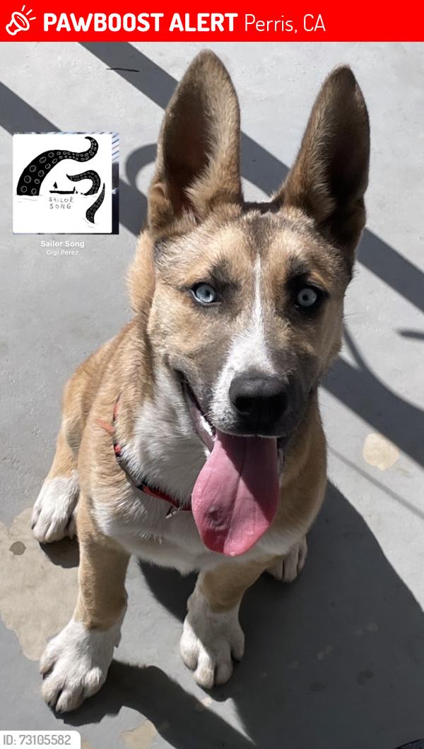 Lost Male Dog last seen Near Shana Ct, Perris, CA 92570
