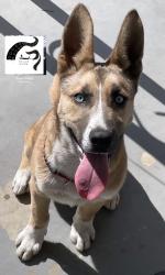 Lost Male Dog last seen Near Shana Ct, Perris, CA 92570
