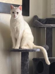 Lost Male Cat last seen E470 & Arapahoe Rd, Aurora, CO 80016