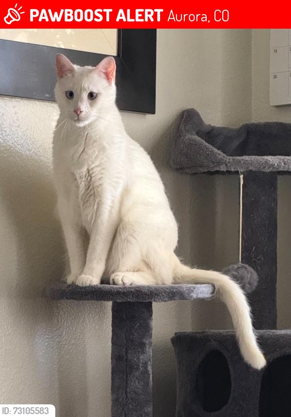 Lost Male Cat last seen E470 & Arapahoe Rd, Aurora, CO 80016