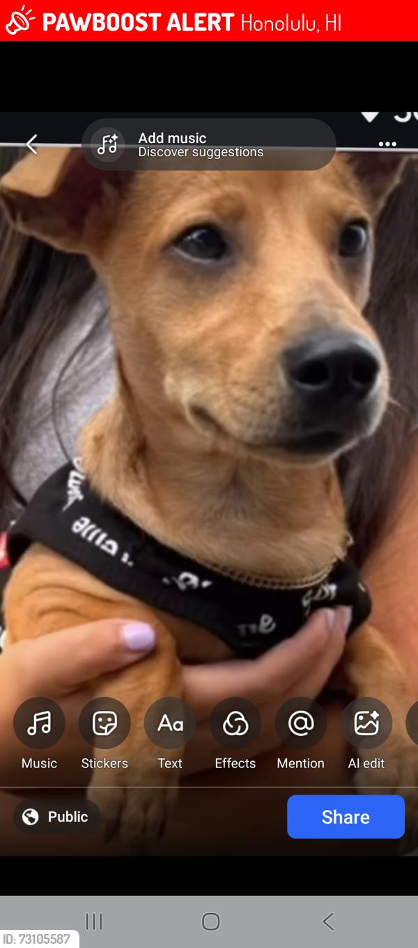 Lost Female Dog last seen 6th Ave off ramp east bound, Honolulu, HI 96816