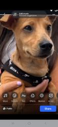 Lost Female Dog last seen 6th Ave off ramp east bound, Honolulu, HI 96816