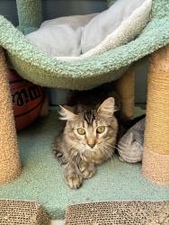 Lost Female Cat last seen Aqua16 apmts, San Marcos, TX 78666