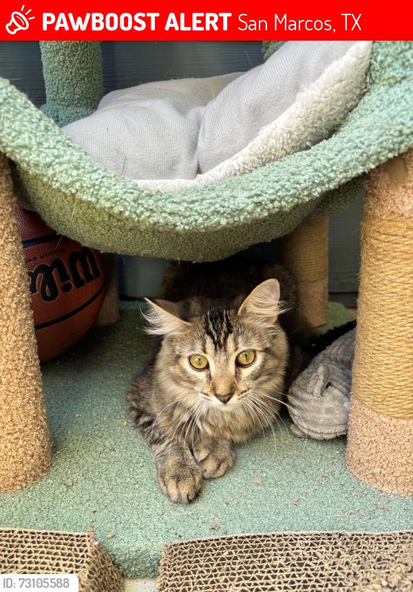Lost Female Cat last seen Aqua16 apmts, San Marcos, TX 78666