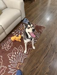 Reunited Male Dog last seen Oxnard and Ethel, Los Angeles, CA 91401