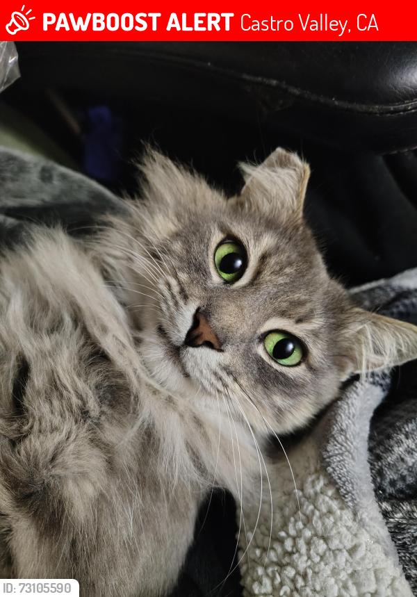 Lost Female Cat last seen Near Queen Street, Castro Valley, CA 94546