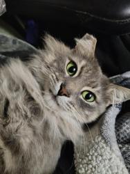 Lost Female Cat last seen Near Queen Street, Castro Valley, CA 94546