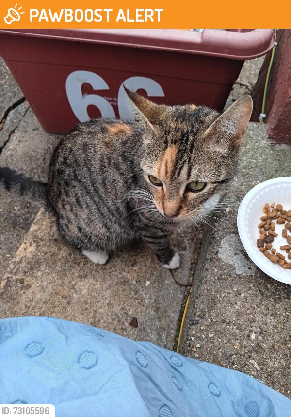Found/Stray Unknown Cat last seen TW7 5JD, Greater London, England TW7 5JD