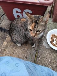 Found/Stray Unknown Cat last seen TW7 5JD, Greater London, England TW7 5JD