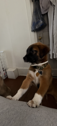 Lost Male Dog last seen Back alley Taylor and carlise, Louisville, KY 40215