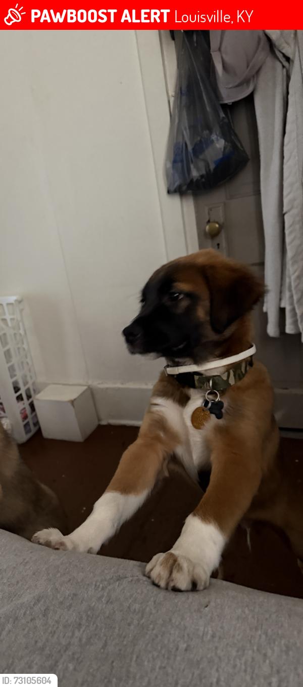 Lost Male Dog last seen Back alley Taylor and carlise, Louisville, KY 40215