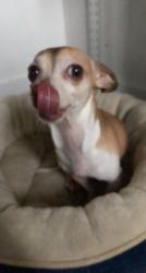 Lost Female Dog last seen Pearl Street Pasco W A, Pasco, WA 99301