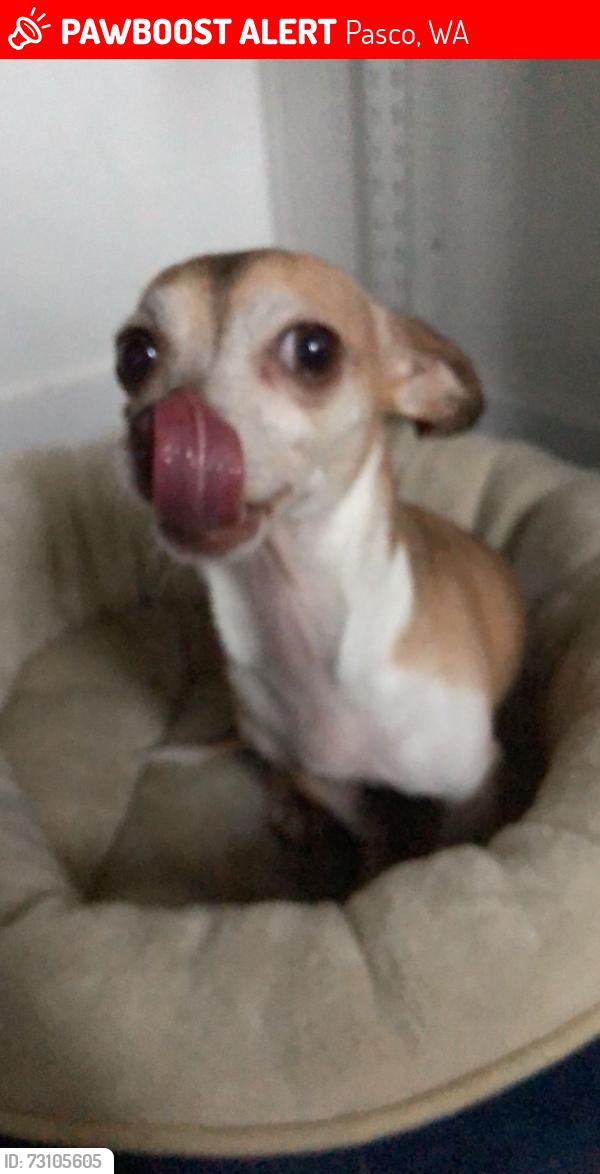 Lost Female Dog last seen Pearl Street Pasco W A, Pasco, WA 99301