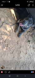 Lost Male Dog last seen Liberty Church Road & Cape Hickory Road, Wilson Road (near Warlick's Church Road), Hildebran, NC 28637