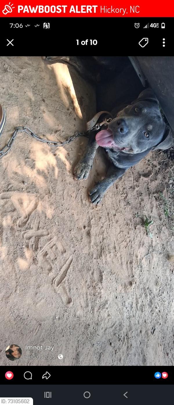 Lost Male Dog last seen Liberty Church Road & Cape Hickory Road, Wilson Road (near Warlick's Church Road), Hildebran, NC 28637
