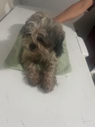 Found/Stray Unknown Dog last seen Greenway Rd & US 41, Collier County, FL 34114