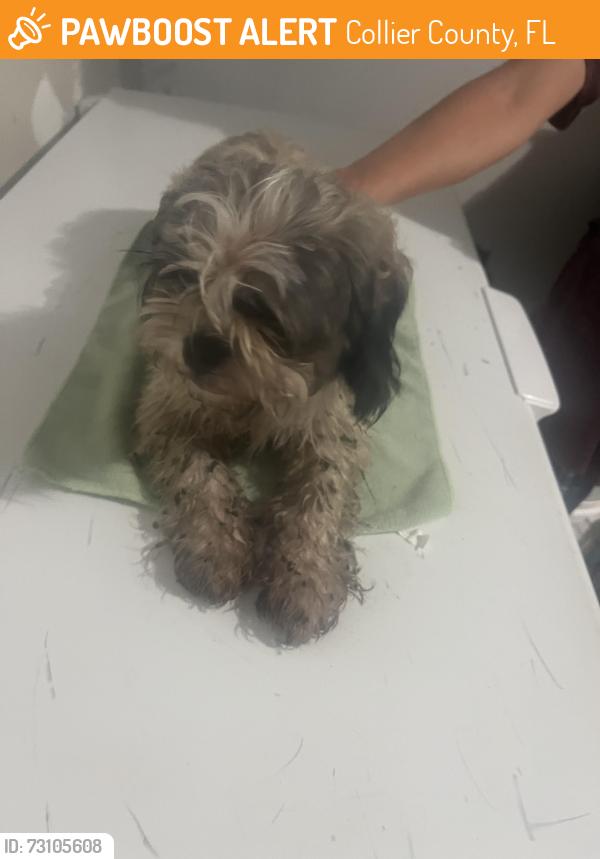 Found/Stray Unknown Dog last seen Greenway Rd & US 41, Collier County, FL 34114