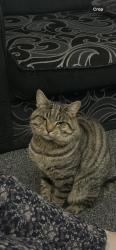 Lost Male Cat last seen Sycamore Road, Waterloo Road, Smethwick, West Midlands, England B66 4NH