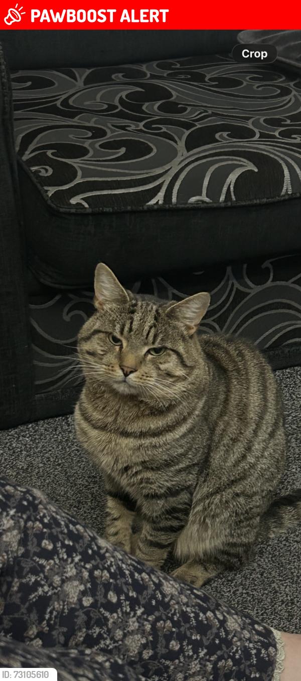 Lost Male Cat last seen Sycamore Road, Waterloo Road, Smethwick, West Midlands, England B66 4NH