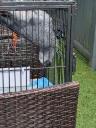 Lost Male Bird last seen Mill caravan park, Millisle, Northern Ireland 