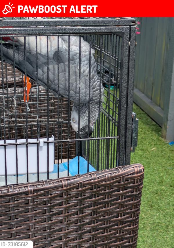 Lost Male Bird last seen Mill caravan park, Millisle, Northern Ireland 