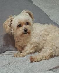 Lost Female Dog last seen Atraz do burg king da Sal Elkind, Jardim das Palmeiras, PR 86083-570