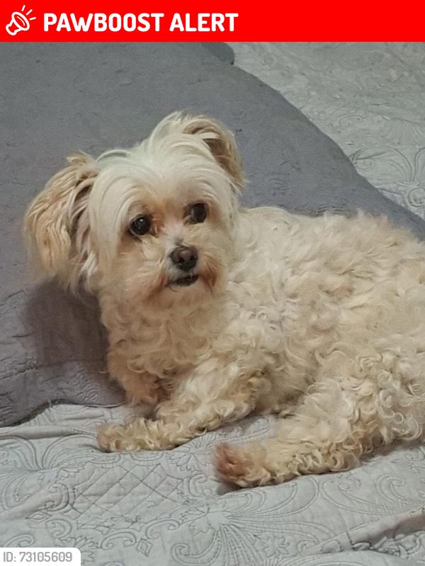 Lost Female Dog last seen Atraz do burg king da Sal Elkind, Jardim das Palmeiras, PR 86083-570