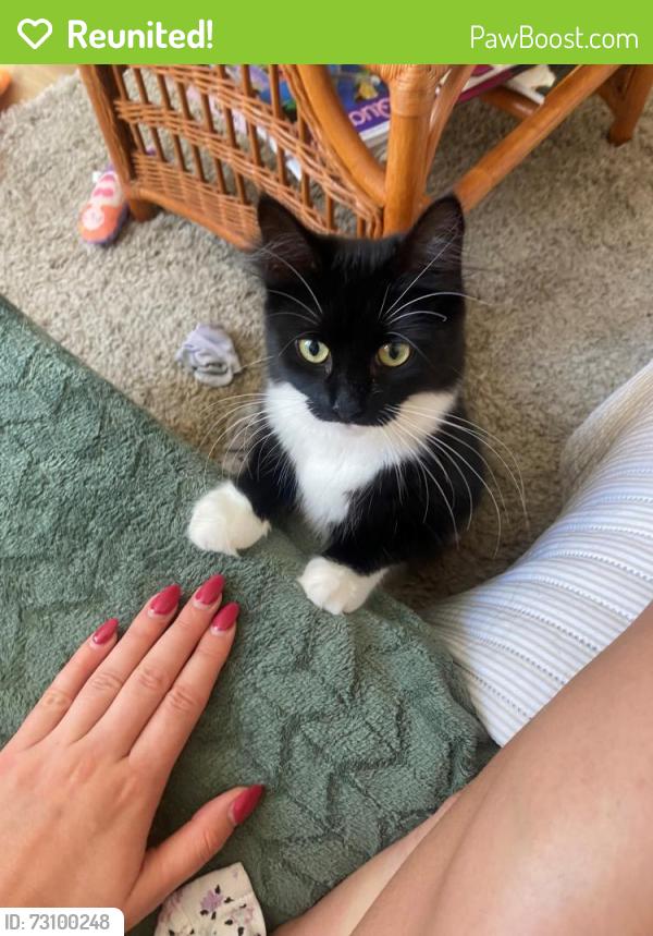 Reunited Female Cat last seen Warwick Grove, Clapton, England 