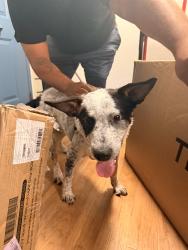 Reunited Male Dog last seen Buena Vista, and poggi st by the summer houses, Alameda, CA 94501