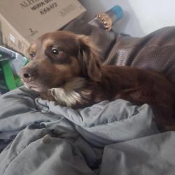 Reunited Male Dog last seen Sepulveda Blvd & Rayen St, Los Angeles, CA 91343