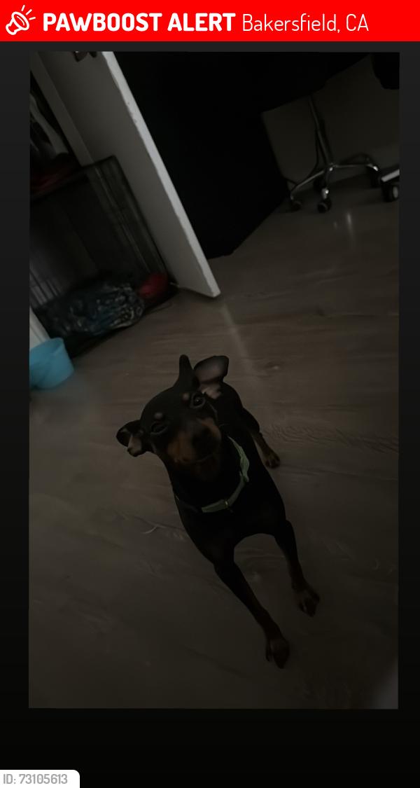 Lost Male Dog last seen Pioneer and Royal, Bakersfield, CA 93306